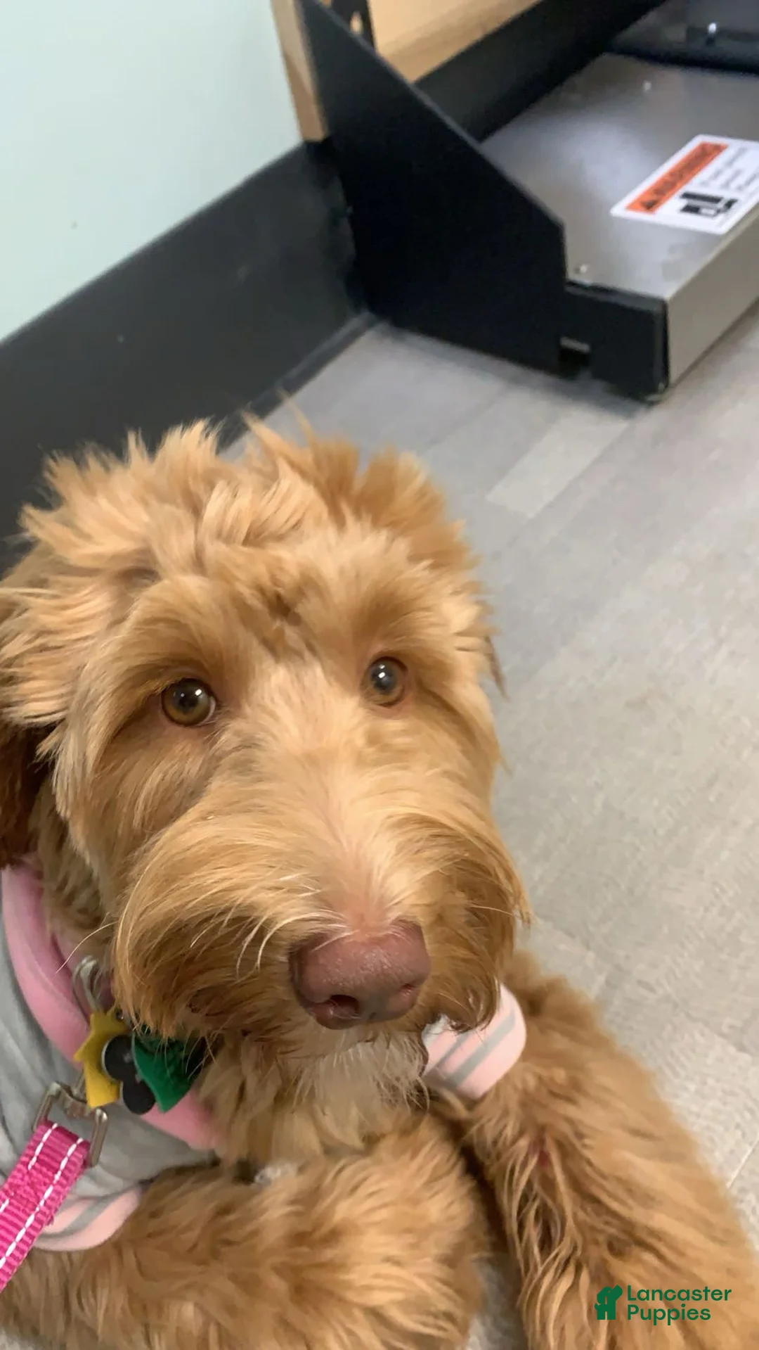 Mini Goldendoodle dogs for sale: Mini Goldendoodle Sheep - Ad 2