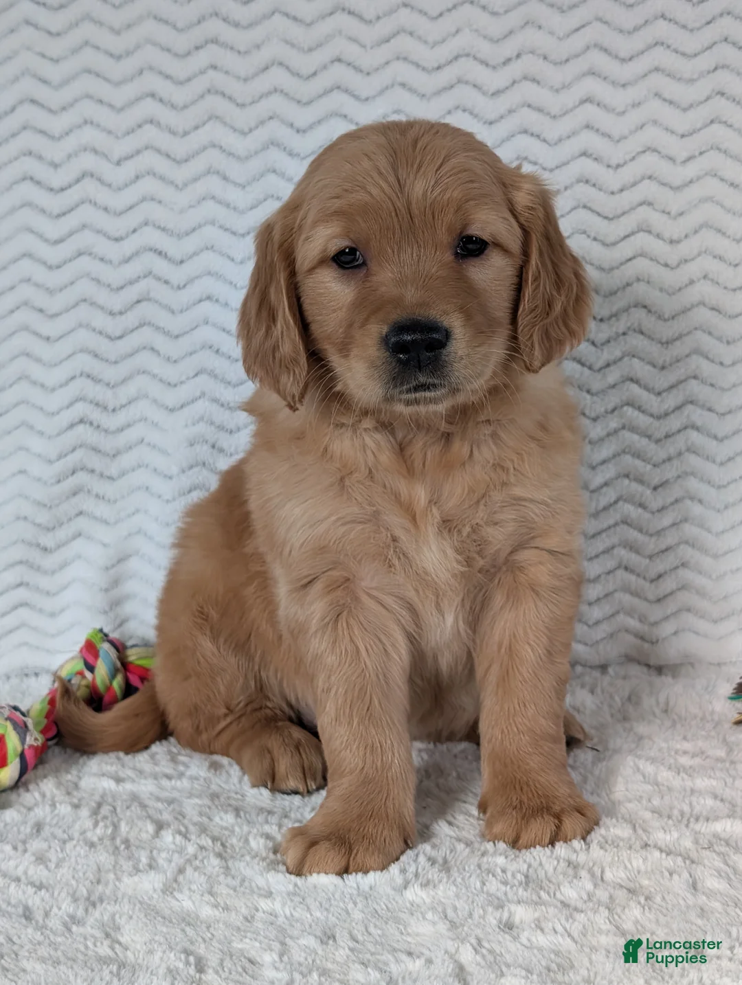 Golden Retriever dogs for sale: Miss Emmie - Ad 1
