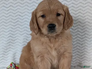 Golden Retriever dogs Miss Emmie - Ad 39