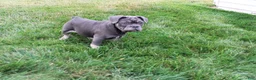 French Bulldog dogs for sale: Lana - Ad 4
