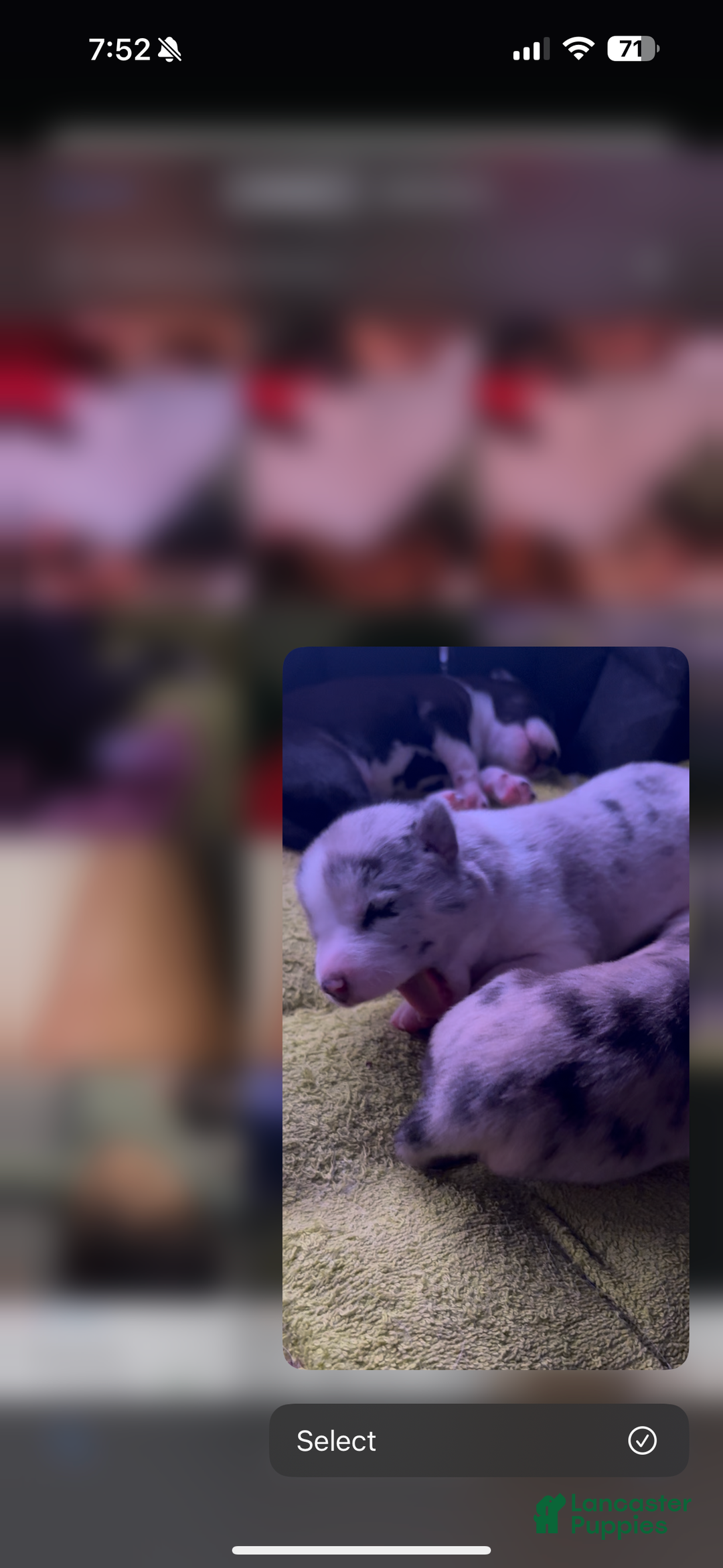 Mixed Breed dogs for sale: Junior - Faux / Fawn Merle - Ad 4