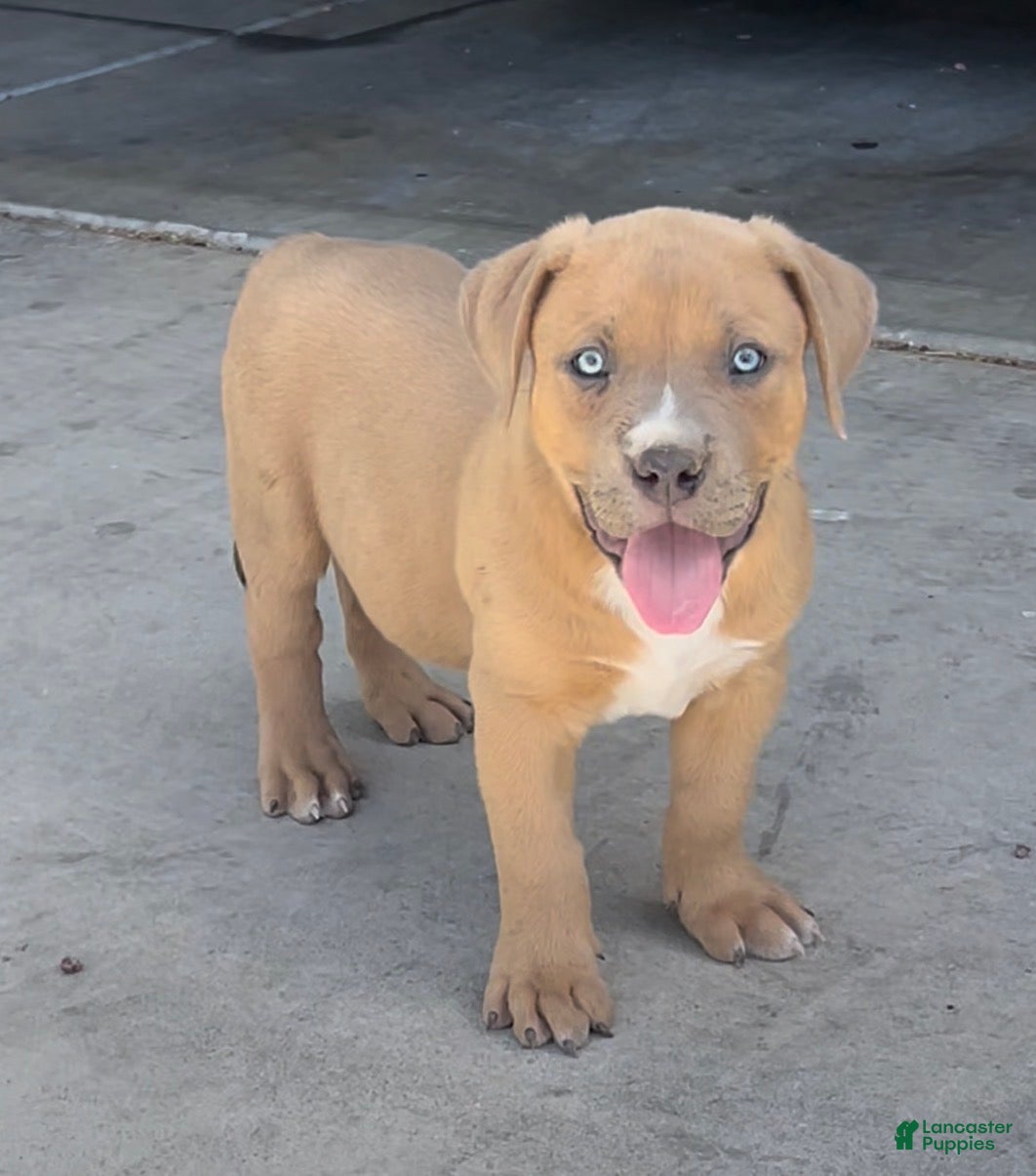 American Bully dogs KANO - Ad 16