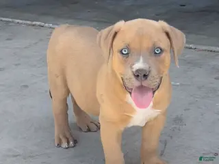 American Bully dogs KANO - Ad 8