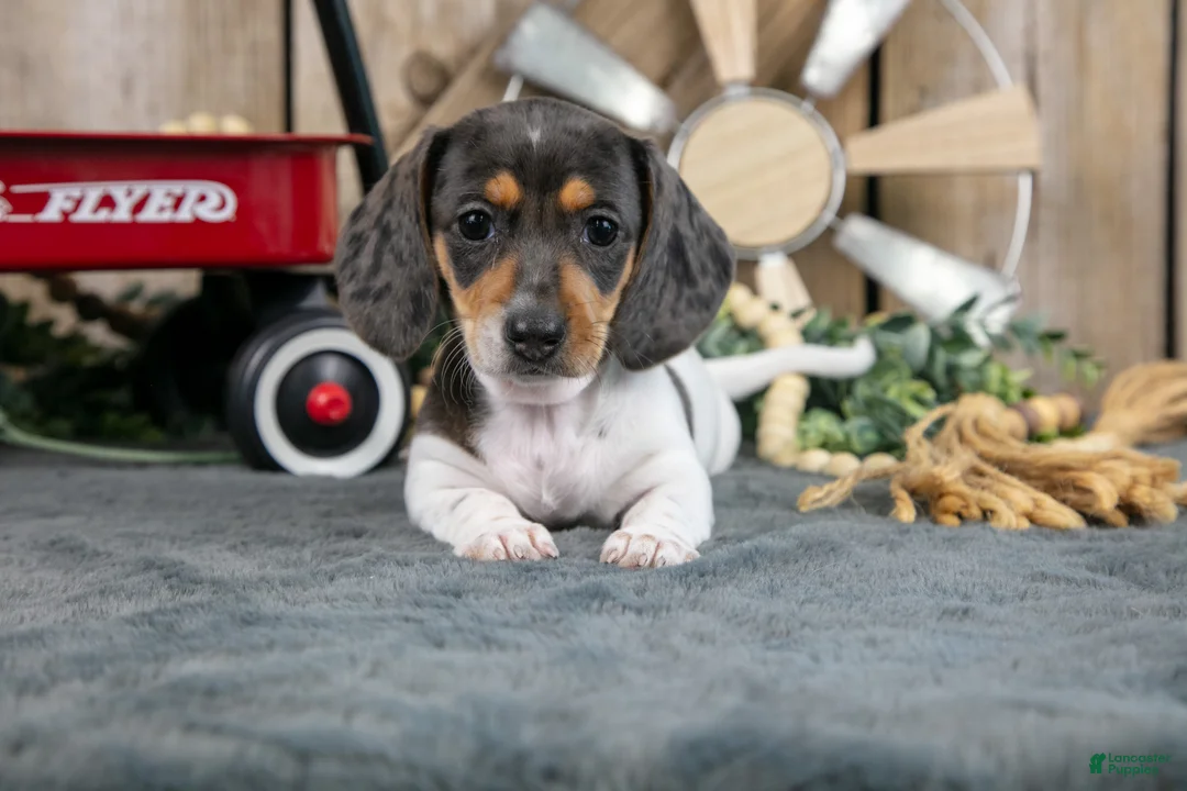 Miniature Dachshund dogs for sale: Greta - Ad 3