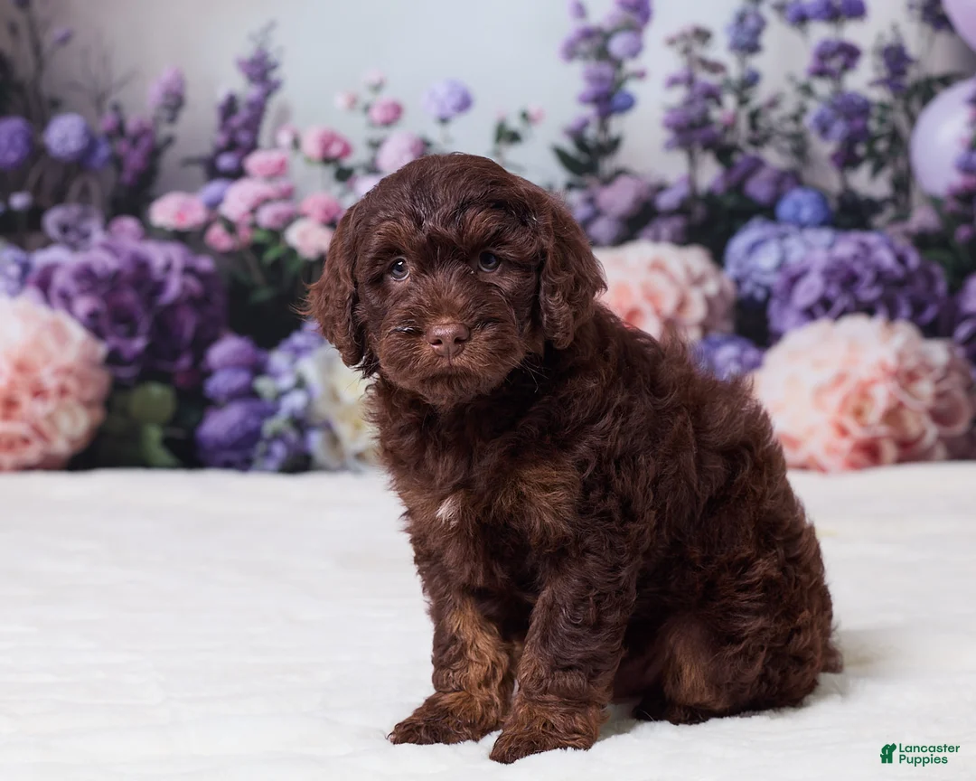 Mini Goldendoodle dogs for sale: Cohen - Ad 5