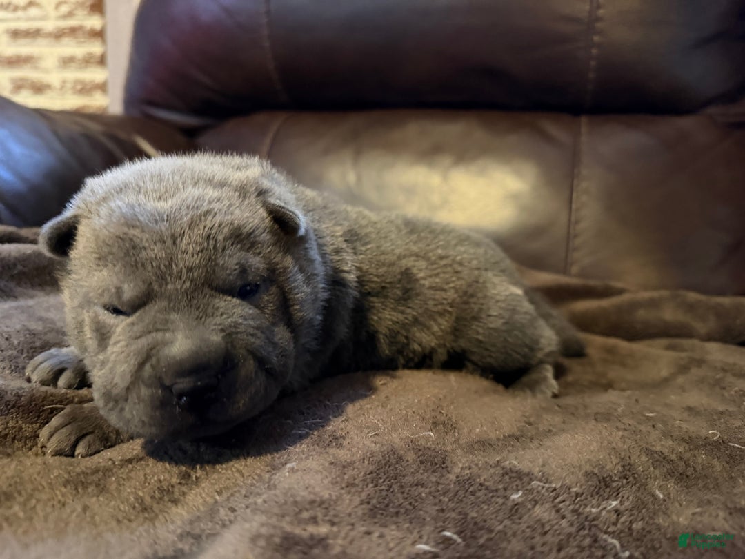 Shar Pei dogs for sale: Sully - Ad 2