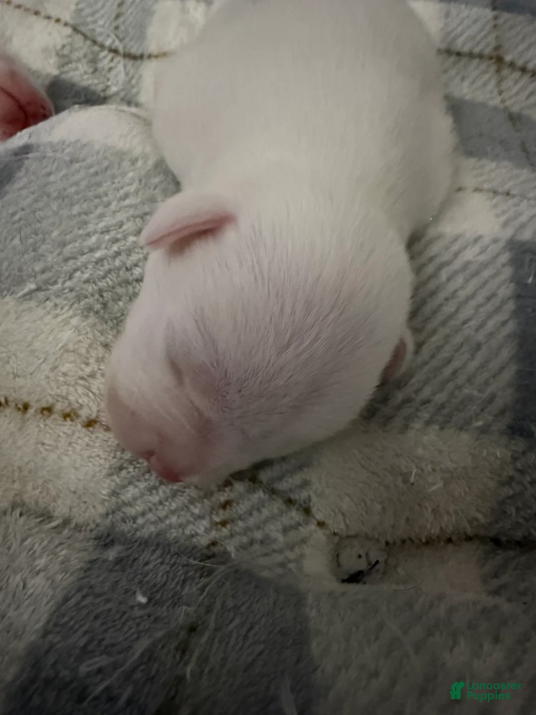 Mixed Breed dogs for sale: Winter - Ad 4