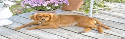 Miniature Golden Retriever dogs for sale: Louise - Ad 4