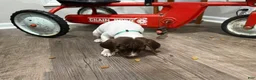 German Shorthaired Pointer dogs for sale: Megan - Ad 3