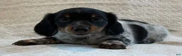 Miniature Dachshund dogs for sale: Asher - Ad 5
