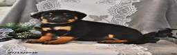 Rottweiler dogs for sale: Pixie - Ad 3