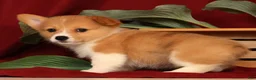 Welsh Corgi Pembroke dogs for sale: Jessica - Ad 9