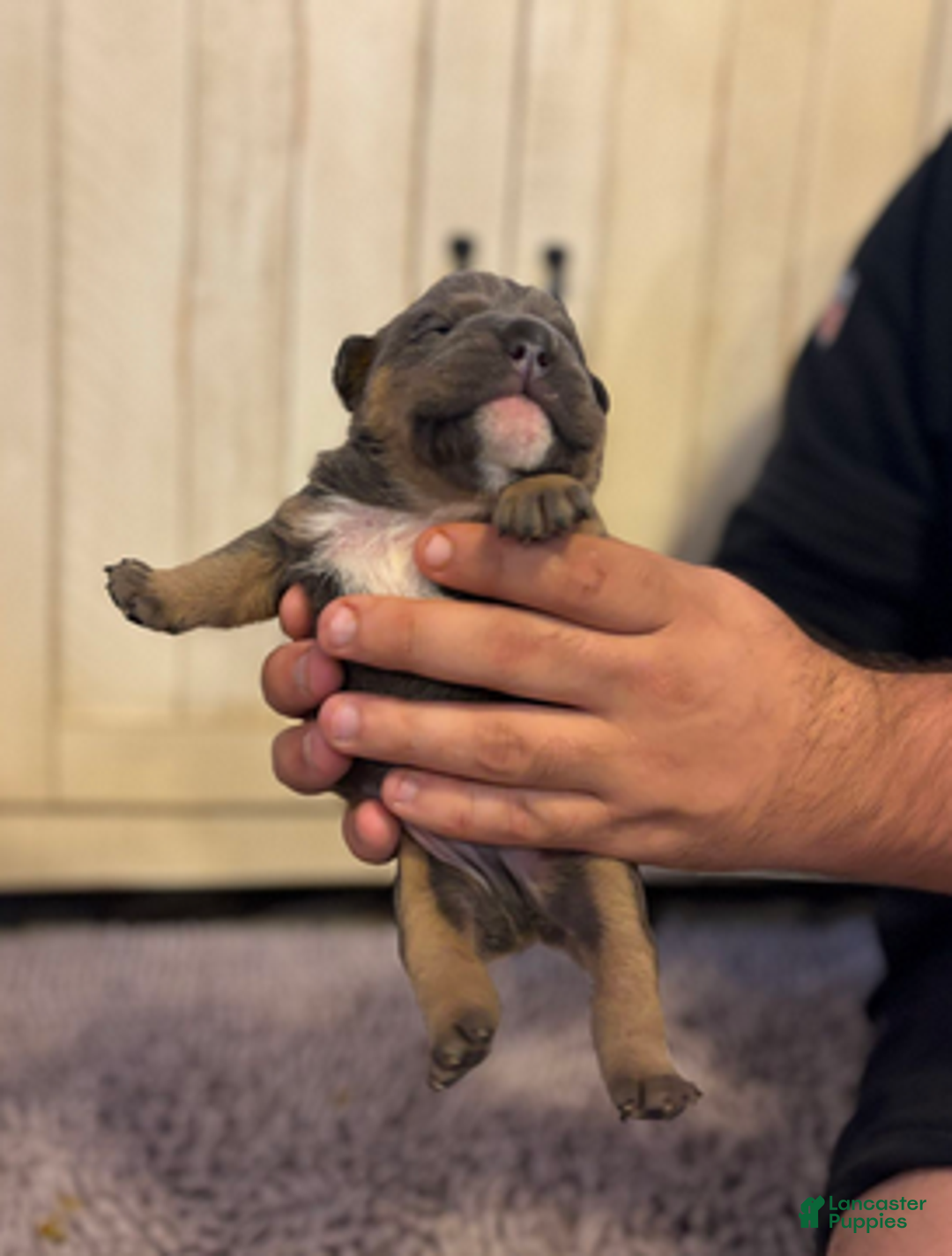 English Bulldog dogs for sale: Sam - Ad 2