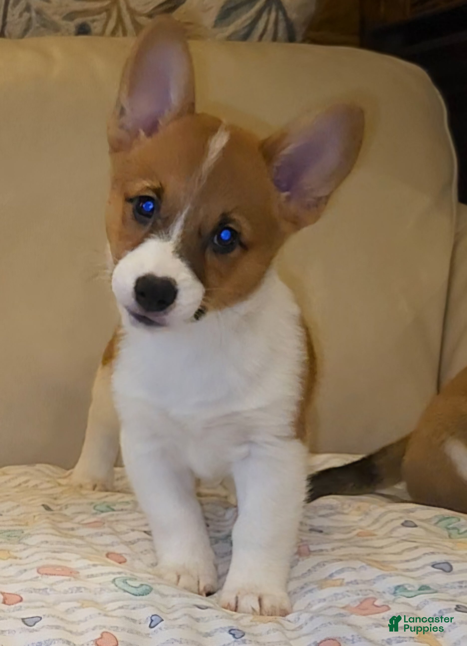 Mixed Breed dogs Callisto - Ad 2