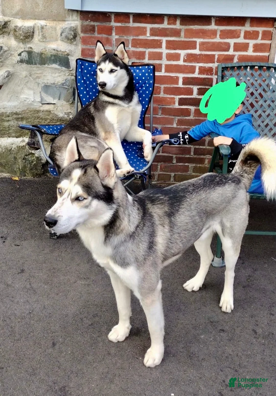 Siberian Husky dogs for sale: Blue - Ad 3