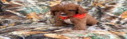 Cavapoo dogs for sale: Lucky - Ad 4