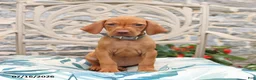 Vizsla dogs for sale: Raine - Ad 1