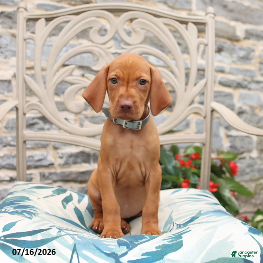 Vizsla dogs for sale: Raine - Ad 1