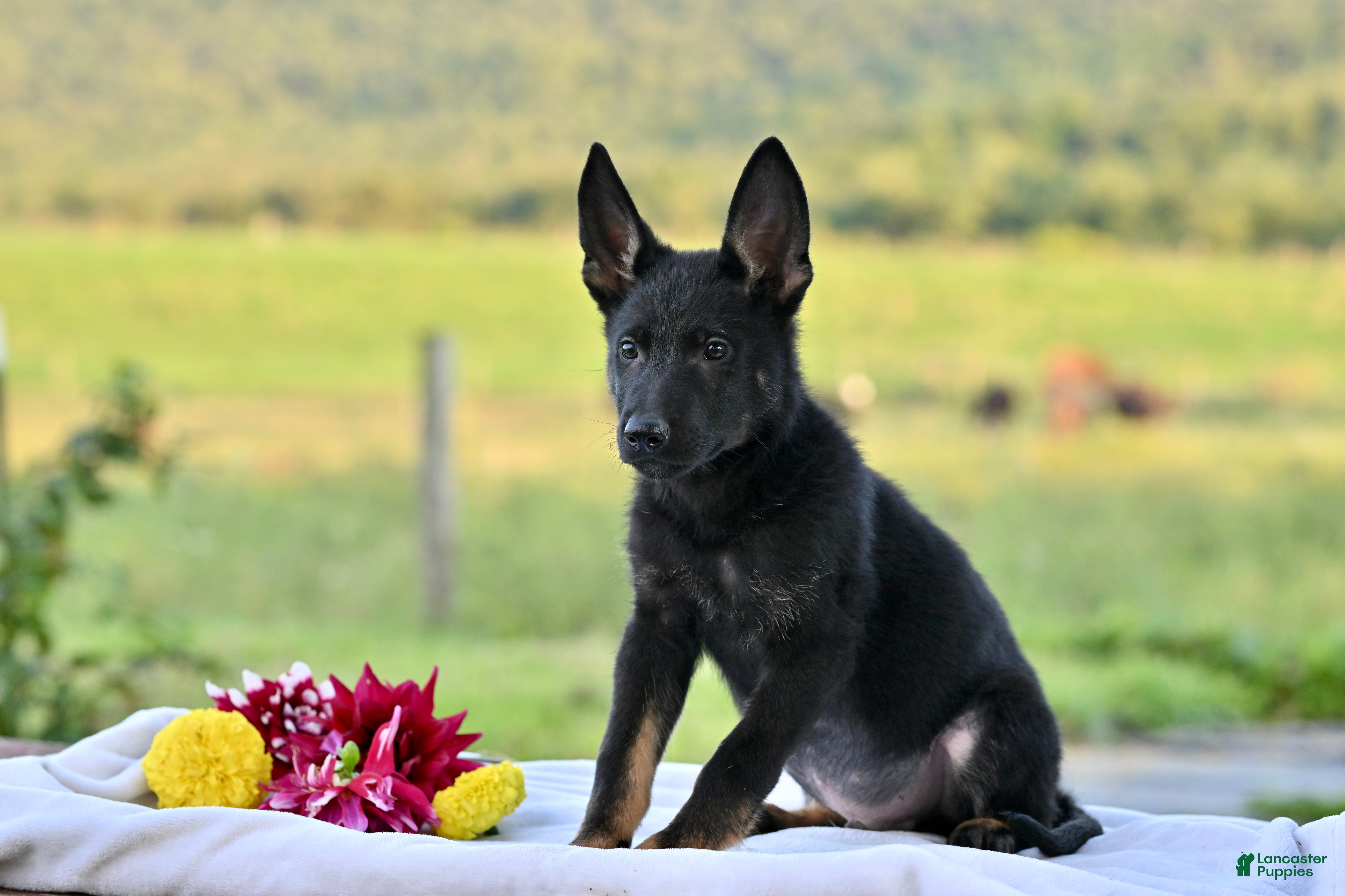 German Shepherd dogs Chevy - Ad 2