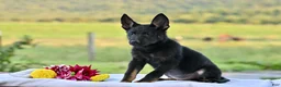 German Shepherd dogs for sale: Chevy - Ad 2