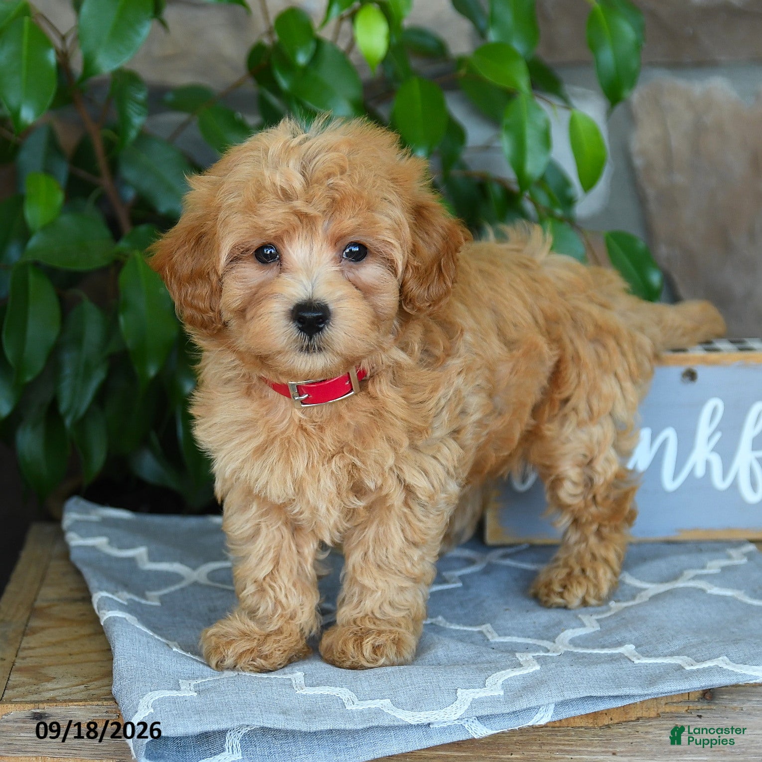 Maltipoo dogs Julian - Ad 2
