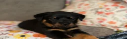 Rottweiler dogs for sale: Rottweiler 1 - Ad 2