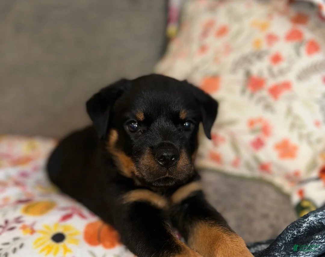 Rottweiler dogs for sale: Rottweiler 1 - Ad 2