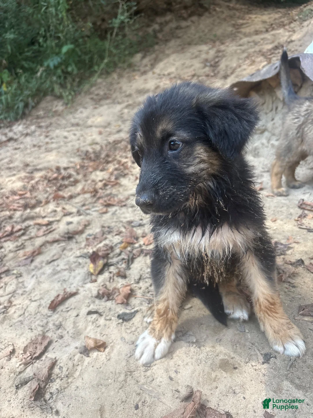German Shepherd dogs for sale: German Shepherd 3 - Ad 2