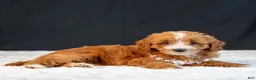 Mini Goldendoodle dogs for sale: Sage - Ad 3