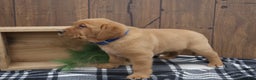 Labrador Retriever dogs for sale: Merry - Ad 1