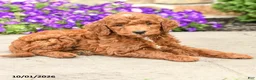 Mini Goldendoodle dogs for sale: Toby  - Ad 3