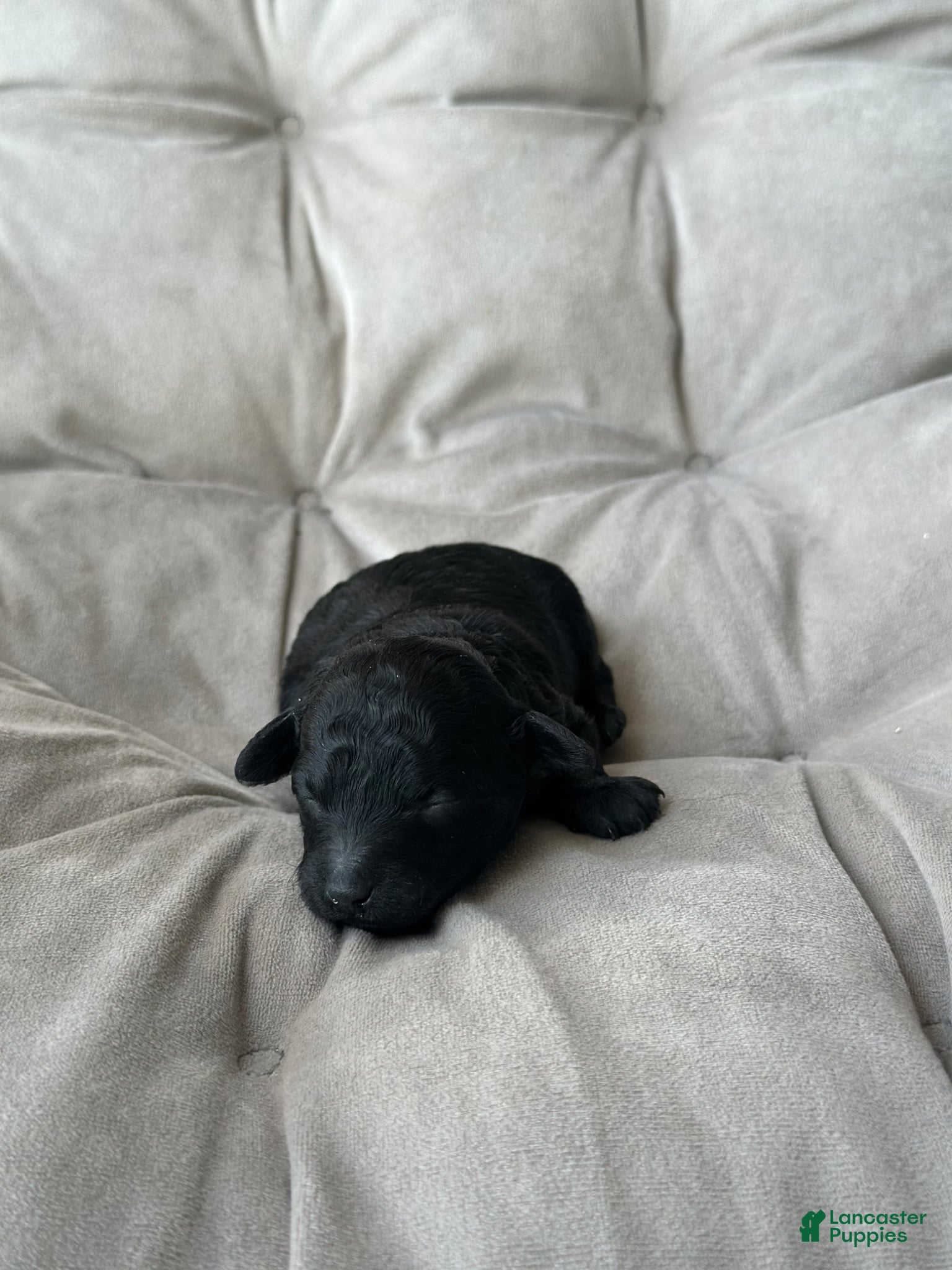 Toy Poodle dogs for sale: Midnight - Ad 1