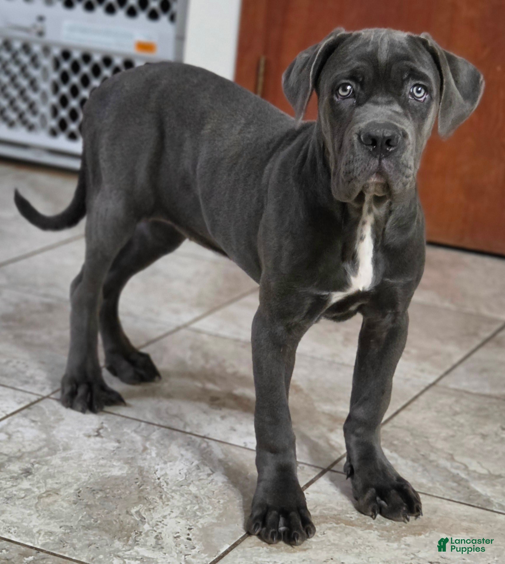 Cane Corso dogs for sale: Cane Corso 1 - Ad 2