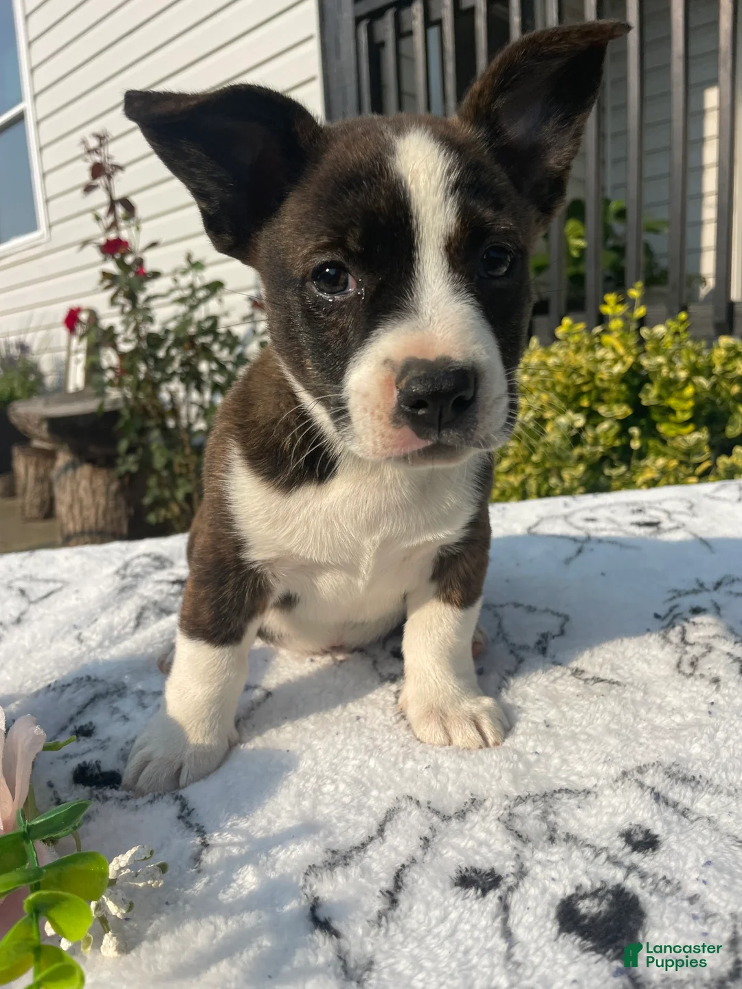 Mixed Breed dogs for sale: Norman - Ad 4