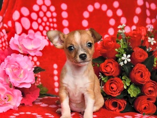 Mixed Breed dogs Pearl - Ad 36