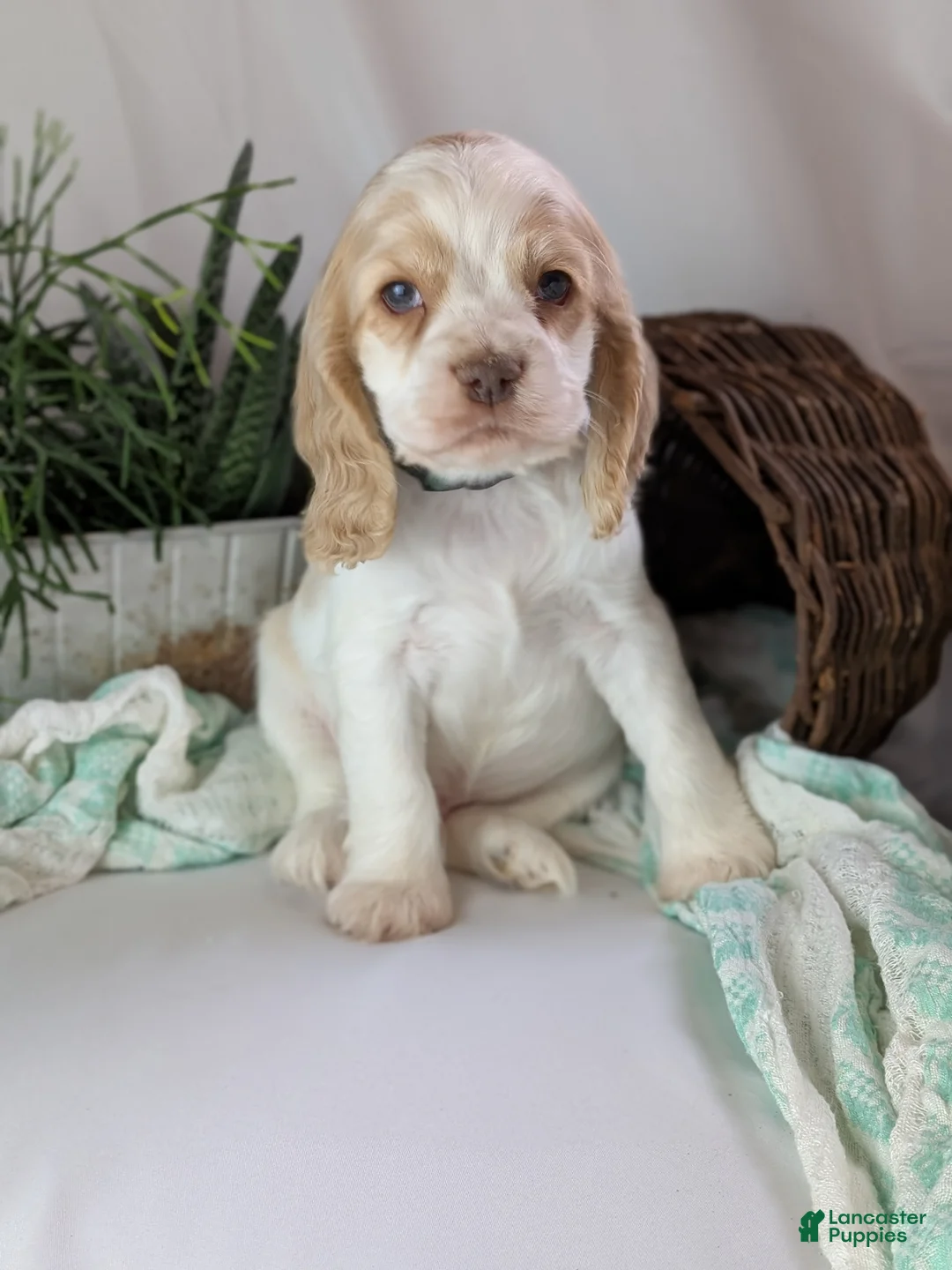 Cocker Spaniel dogs for sale: Zander  - Ad 6