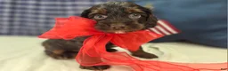 Cockapoo dogs for sale: Meeko - Ad 11