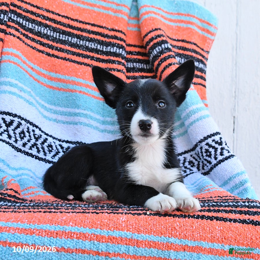 Mixed Breed dogs for sale: Daisy - Ad 2