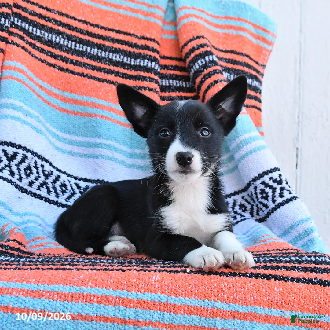 Mixed Breed dogs for sale: Daisy - Ad 2