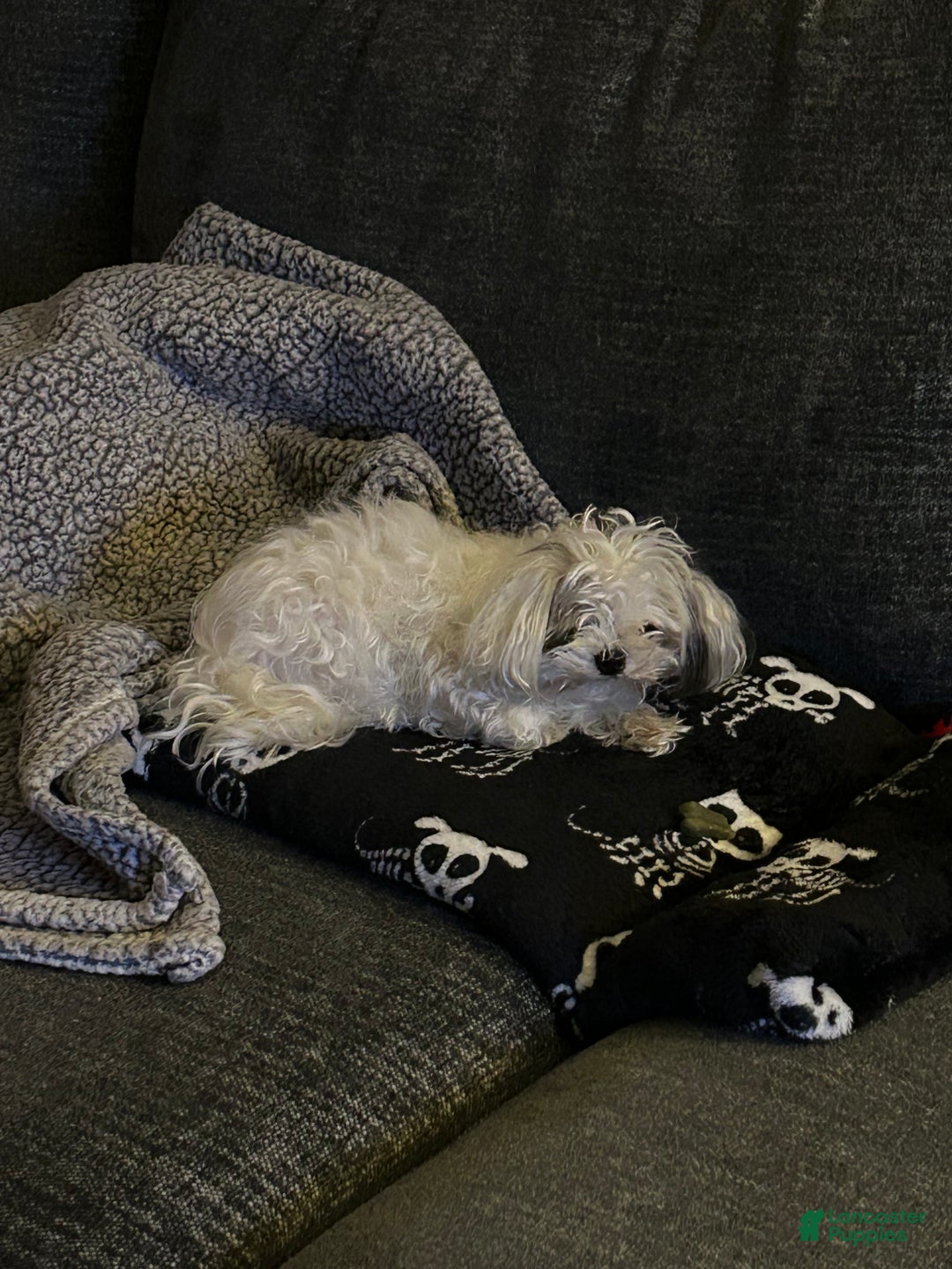 Pekapoo dogs for stud: Buttons - Ad 3