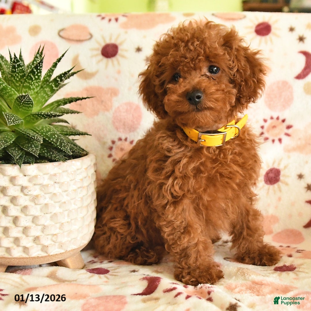 Miniature Poodle dogs for sale: Merry - Ad 4