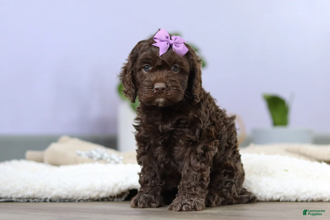 Cockapoo dogs for sale: Josie - Ad 4