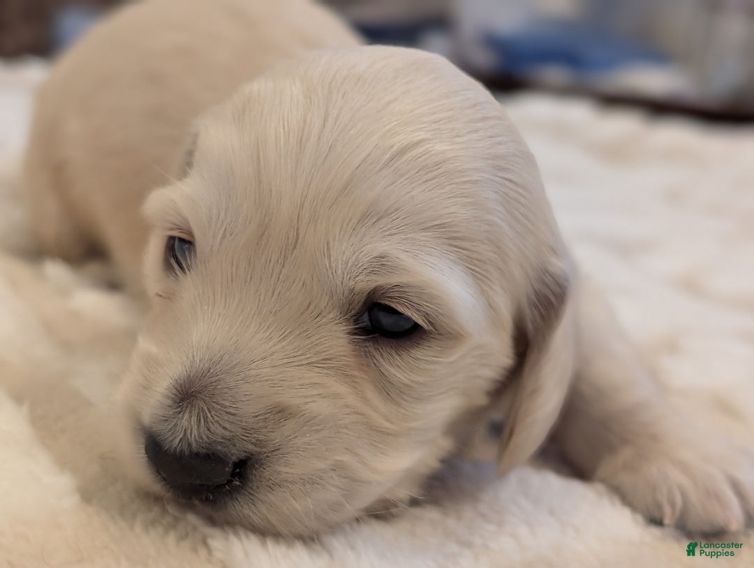 Miniature Dachshund dogs for sale: Miniature Dachshund Puppy 3 - Ad 5