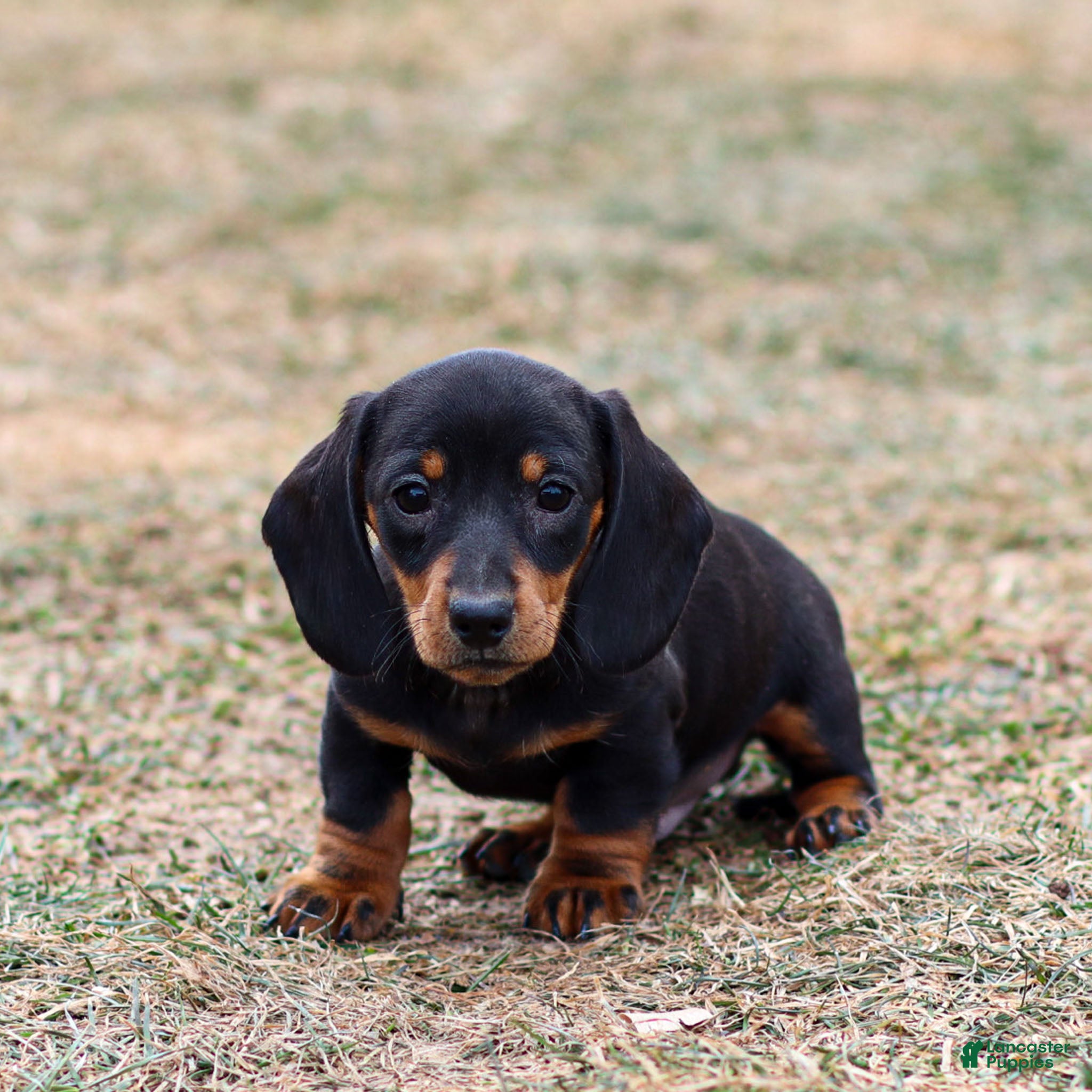 Miniature Dachshund dogs Hershey - Ad 1