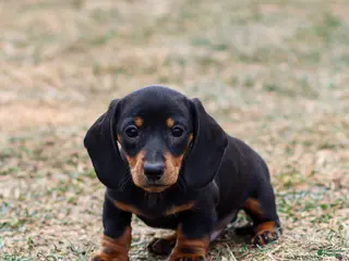 Miniature Dachshund dogs for sale: Hershey - Ad 3