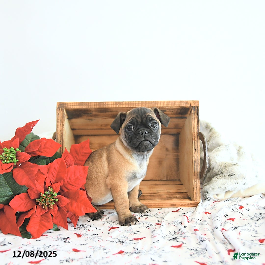 Jug dogs for sale: Marshal - Ad 3