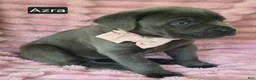 Cane Corso dogs for sale: Azra - Ad 5