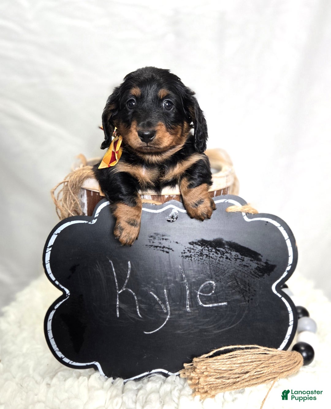 Miniature Dachshund dogs for sale: Kyle - Ad 5