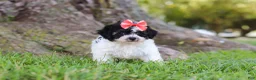 Maltipoo dogs for sale: Smore - Ad 4