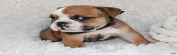English Bulldog dogs for sale: AKC Otis - Ad 7